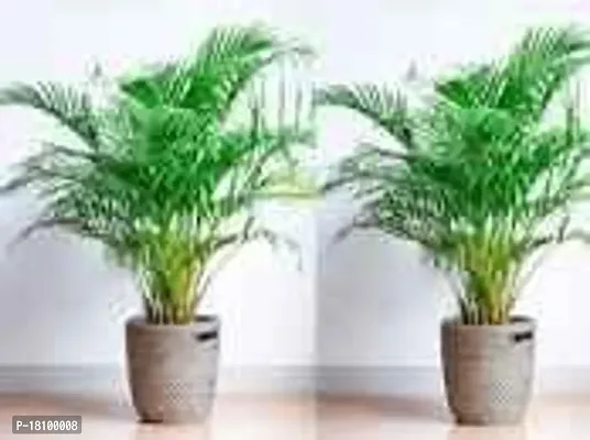 Gardening Paradise Areca Plam Live Plants / Air Purifier Indoor Plants for Home pack of 1-thumb2