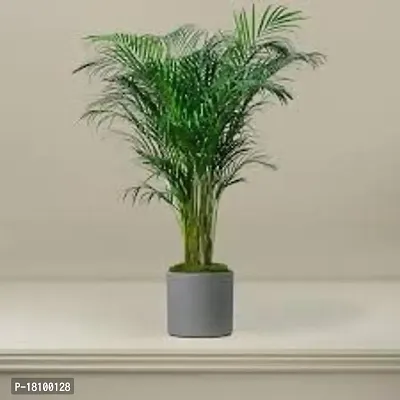 Gardening Paradise ARECA PLAM LIVE PLANTS / Air Purifier Indoor Plants for Home Decor-thumb0