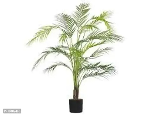 Gardening Paradise ARECA PLAM LIVE PLANTS / Air Purifier Indoor Plants for Home xd-thumb2