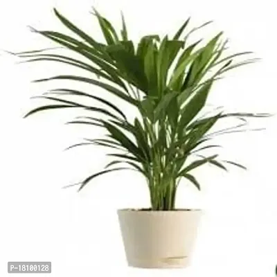 Gardening Paradise ARECA PLAM LIVE PLANTS / Air Purifier Indoor Plants for Home Decor-thumb2