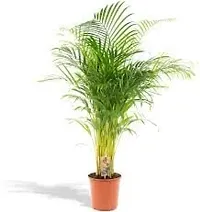 Gardening Paradise ARECA PLAM LIVE PLANTS / Air Purifier Indoor Plants for Home-thumb2