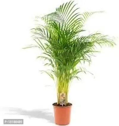 Gardening Paradise ARECA PLAM LIVE PLANTS / Air Purifier Indoor Plants for Home-thumb3