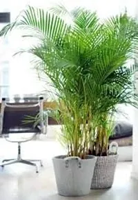 Gardening Paradise Areca Plam Live Plants / Air Purifier Indoor Plants for Home pack of 1-thumb2