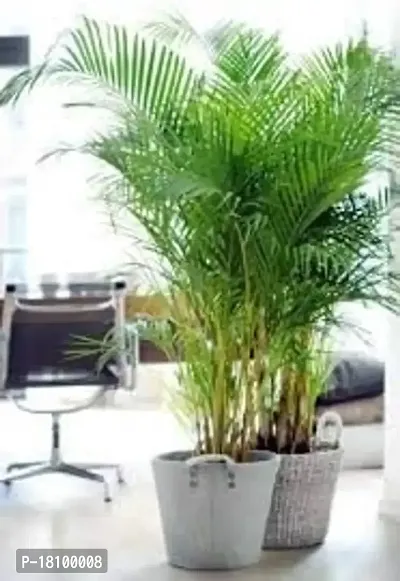 Gardening Paradise Areca Plam Live Plants / Air Purifier Indoor Plants for Home pack of 1-thumb3