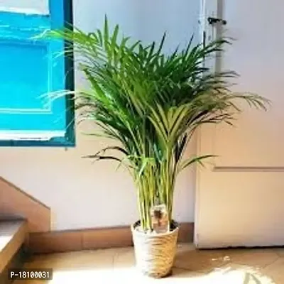 Gardening Paradise ARECA PLAM LIVE PLANTS / Air Purifier Indoor Plants for Home U