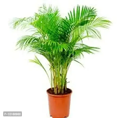 Gardening Paradise Areca Plam Live Plants / Air Purifier Indoor Plants for Home pack of 1-thumb0