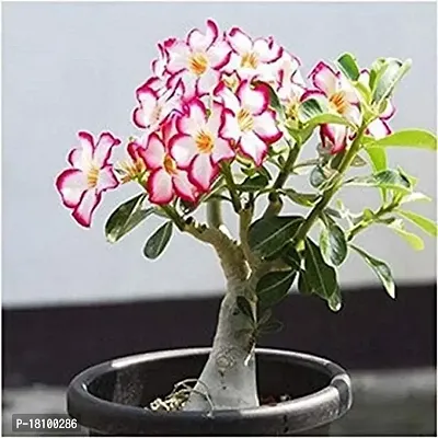 Gardening Paradise Flower Live Plant Adenium Plants For Garden Indoor (1 Live Bonsai Plant)-thumb0