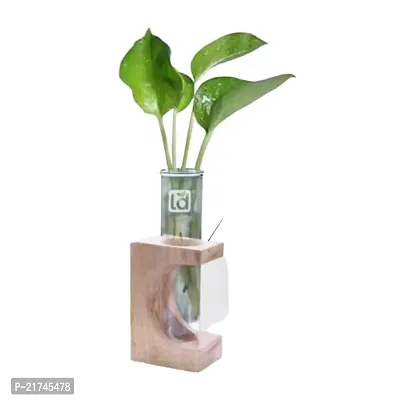 Gardener Test Tube Planter Modern Glass Flower Vase with Wooden Holder Table Top Wood Planter Propagation for Living Room Office Home Decor Pack of 1