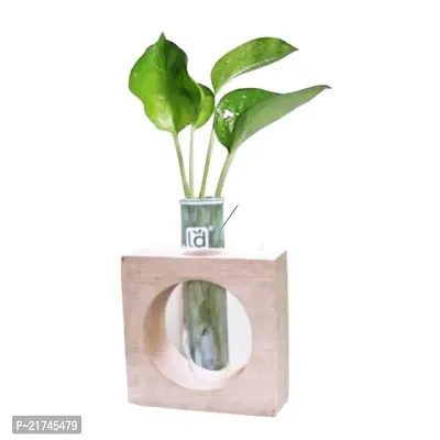 Gardener Test Tube Planter Modern Glass Flower Vase with Wooden Holder Table Top Wood Planter for Living Room Office Home Decor Pack of 1