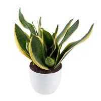 Phulwa Sansevieria Green Air Purifier Snake Succulent Plant with White Pot, Indoor Plant for Indoor  Outdoor, Home  Office Decoration, Pack of 1-thumb1