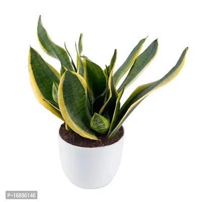 Phulwa Sansevieria Green Air Purifier Snake Succulent Plant with White Pot, Indoor Plant for Indoor  Outdoor, Home  Office Decoration, Pack of 1-thumb2