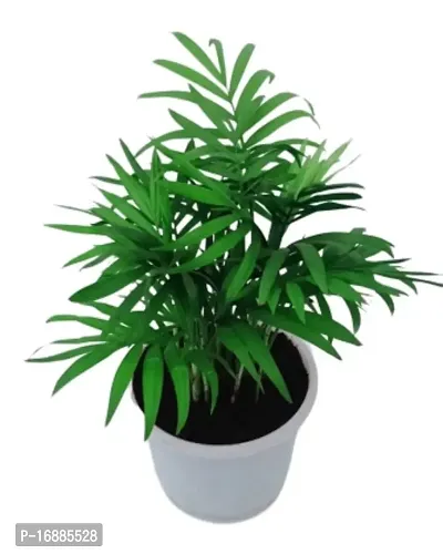 Phulwa Chamaedorea Palm Plant with Pot for Home | Indoor Live Bamboo Palm with White Fibre Pot | Easy Care Indoor House Plant | Home  Office D?cor Airpurifying | Good Luck | Plant | for Gifting | Pack of 1-thumb0