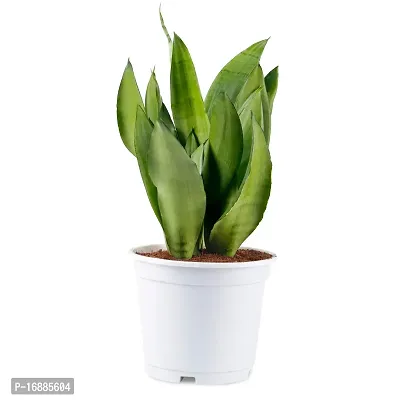 Phulwa Sansevieria White Hanani Air Purifier Snake Plant with White Pot, Indoor Plant for Indoor  Outdoor, Home  Office Decoration, Pack of 1