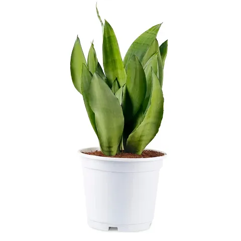 Best Selling Plant & Planters 