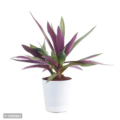 Phulwa Garden Live Plant Rhoeo Neon Plants for Indoor and Gifting Item with Pot