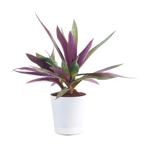 Hot Selling Plant & Planters 