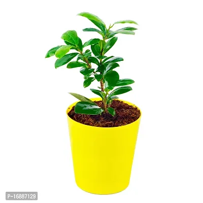 Phulwa Ficus compacta Live Plant with Yellow Round Plastic Pot, Indoor Plant, House Plant, Offfice Plant,