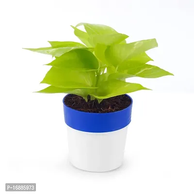 Phulwa Golden Money Plant in Blue and White Round Pot | Easy Care Indoor House Plant | Home  Office D?cor | Airpurifying | Good Luck