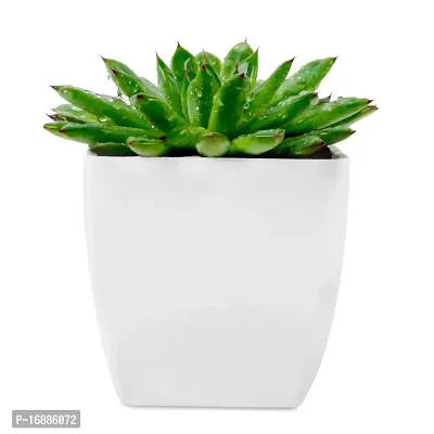 Phulwa Vishnu Kamal Live Plant with White Square Plastic Pot Low maintainance succulant Plant Indoor Plant for Home Decoration and Office Plant