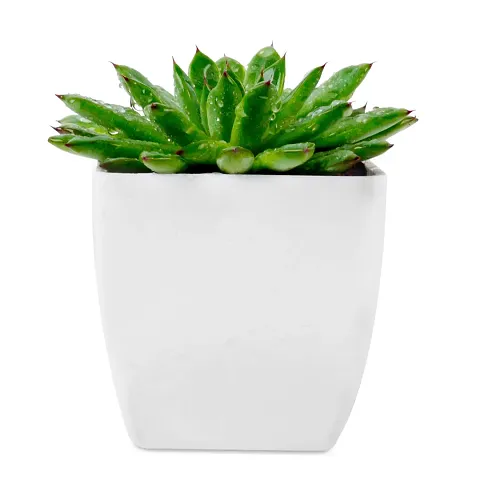 Hot Selling Plant & Planters 