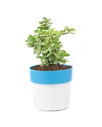 Phulwa Combo of 2 Plants, Jade Plant with Blue and White 2 Shade Pot and Golden Money Plant with Pink and White Plastic Pot, Plants for Home  Office d?coration| Outdoor  Indoor Pack of 2-thumb4