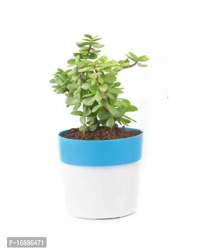 Phulwa Combo of 2 Plants, Jade Plant with Blue and White 2 Shade Pot and Golden Money Plant with Pink and White Plastic Pot, Plants for Home  Office d?coration| Outdoor  Indoor Pack of 2-thumb5