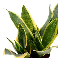 Phulwa Sansevieria Green Air Purifier Snake Succulent Plant with White Pot, Indoor Plant for Indoor  Outdoor, Home  Office Decoration, Pack of 1-thumb2