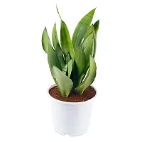 Phulwa Sansevieria White Hanani Air Purifier Snake Plant with White Pot, Indoor Plant for Indoor  Outdoor, Home  Office Decoration, Pack of 1-thumb1