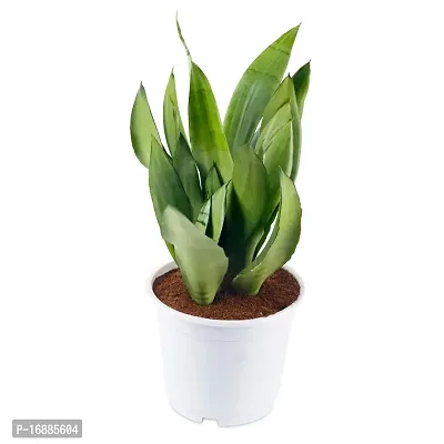 Phulwa Sansevieria White Hanani Air Purifier Snake Plant with White Pot, Indoor Plant for Indoor  Outdoor, Home  Office Decoration, Pack of 1-thumb2