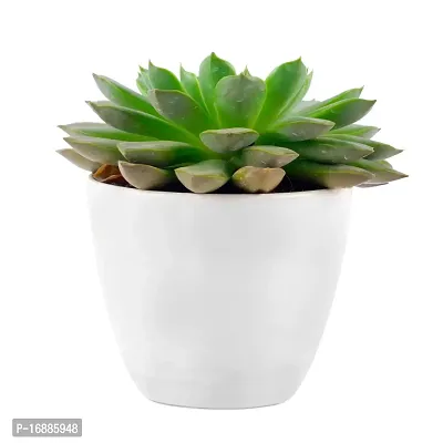 Phulwa Vishnu Kamal Live Plant with White Round Plastic Pot Low Maintainance Succulant Indoor  Outdoor, Plant for Home  Office Table Decoration, Pack of 1