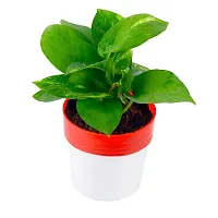 PHULWA combo of 2 Plants, Jade Plant with Blue and White 2 shade Pot and Money Plant with Red and White 2 shade pot,plants for Home  Office d?cor| Easy Care |Lucky plant | indoor  outdoor decoration-thumb1