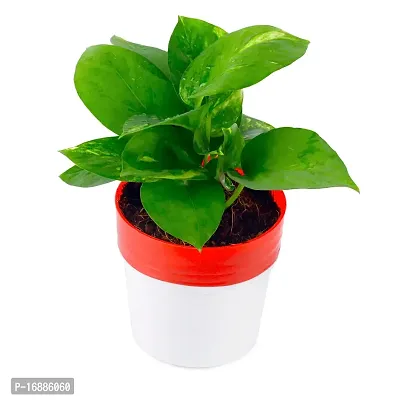 PHULWA combo of 2 Plants, Jade Plant with Blue and White 2 shade Pot and Money Plant with Red and White 2 shade pot,plants for Home  Office d?cor| Easy Care |Lucky plant | indoor  outdoor decoration-thumb2