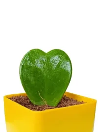 Phulwa Hoya Heart Cute Succulent Plant with Yellow Pot | Perfect Valentine Gift for Your Loved Ones | Indoor Plant | Office Plant |-thumb2