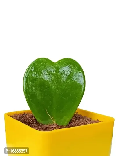 Phulwa Hoya Heart Cute Succulent Plant with Yellow Pot | Perfect Valentine Gift for Your Loved Ones | Indoor Plant | Office Plant |-thumb3