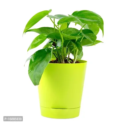 PHULWA Air Purifying Green Live Money Plant with yellow self watering plastic pot low maintainance, plant for Home  Office D?cor | Easy Care | Lucky plant | Plant for Gifting | indoor  outdoor decoration | Pack of 1