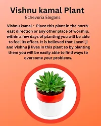 Phulwa Vishnu Kamal Live Plant with red and White Plastic Pot Low maintainance succulant Plant Indoor Plant for Home Decoration and Office Plant-thumb2