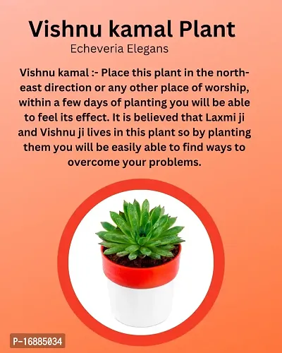 Phulwa Vishnu Kamal Live Plant with red and White Plastic Pot Low maintainance succulant Plant Indoor Plant for Home Decoration and Office Plant-thumb3