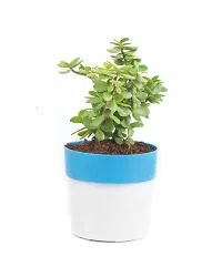 Phulwa Combo of 2 Plants, Jade Plant with Blue and White 2 Shade Pot and Green Money Plant with Black Square Plastic Pot, Plants for Home  Office d?coration| Outdoor  Indoor Pack of 2-thumb1