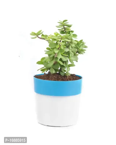 Phulwa Combo of 2 Plants, Jade Plant with Blue and White 2 Shade Pot and Green Money Plant with Black Square Plastic Pot, Plants for Home  Office d?coration| Outdoor  Indoor Pack of 2-thumb2