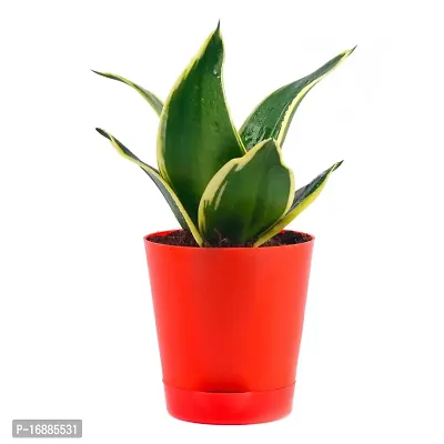 Phulwa Air Purifying Imorted Sansevieria Lotus Plant with Red Pot Indoor House Decoration Plant