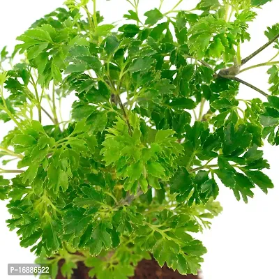 Phulwa Aralia Green Plant Best Live Indoor Air Purifying Plant with White Square Plastic Pot, Plant for Indoor  Outdoor, Home  Office D?cor, Pack of-1-thumb3