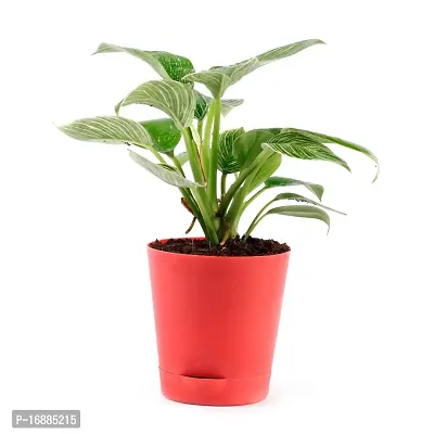 Phulwa Philodendron Birkin (White) Rare Imported Natural Live Indoor Plant with Self Watering Flower Pot for Home, Garden and Office Decor,Pack of-1-thumb0