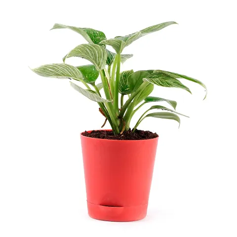 Limited Stock!! Plant & Planters 