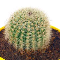 Phulwa Ball Barrle Cactus Live Plant with Yellow Round Pot for Home Decoration, Indoor Plant, House Plant, Office Plant, Cactus Plant, Succulent Plant-thumb1