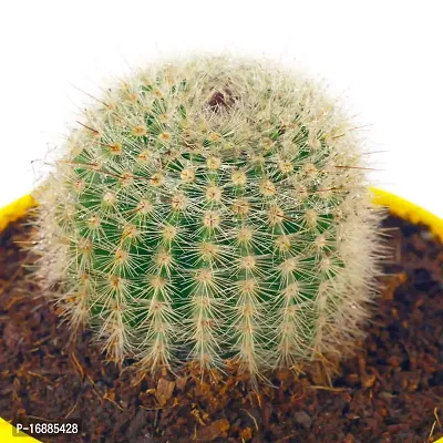 Phulwa Ball Barrle Cactus Live Plant with Yellow Round Pot for Home Decoration, Indoor Plant, House Plant, Office Plant, Cactus Plant, Succulent Plant-thumb2