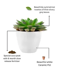 Phulwa Vishnu Kamal Live Plant with White Plastic Pot Low maintainance succulant Plant Indoor Plant for Home Decoration and Office Plant-thumb3