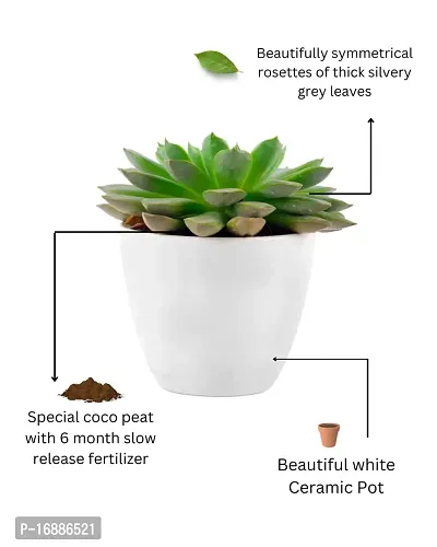 Phulwa Vishnu Kamal Live Plant with White Plastic Pot Low maintainance succulant Plant Indoor Plant for Home Decoration and Office Plant-thumb4