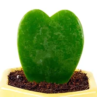 Phulwa Hoya Heart Live Plant with Yellow Ceramic Pot, Perfect Valentine Gift, Cute Plant, Succulent Plant-thumb2