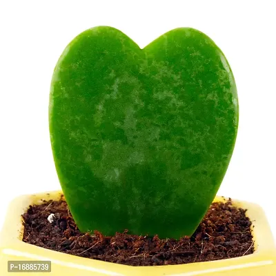 Phulwa Hoya Heart Live Plant with Yellow Ceramic Pot, Perfect Valentine Gift, Cute Plant, Succulent Plant-thumb3