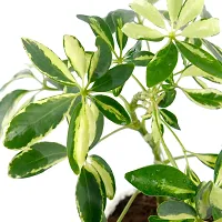 Phulwa Schefflera Indoor Air Purifier Plant with White Plastic Pot for Home and Office Decoration-thumb2